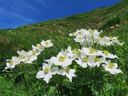 28 Anemonastrum narcissiflorum (Anemone narcissino)